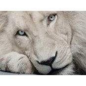 Karuska Ka's photo