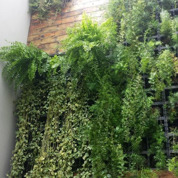 Jardim vertical Todeschini