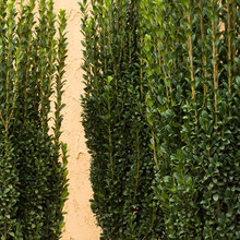 plants
