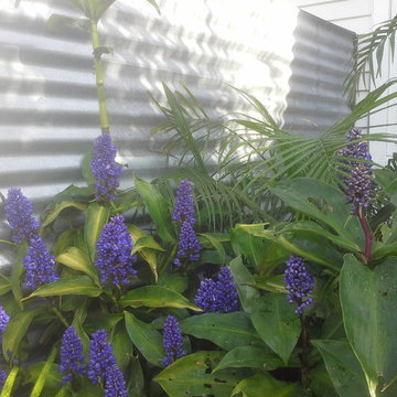 Tropical plant combinations