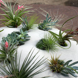 Custom Living Wall Sculpture - Area Rugs