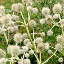 plants