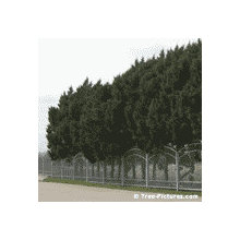 trees