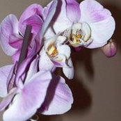Crystal Bittner's photo