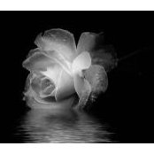 Sherry Manheim's photo