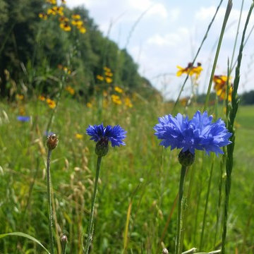 prairie windbreak establishment