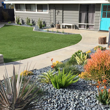 Drought tolerant contemporary