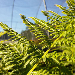 Current Featured Plants - Products