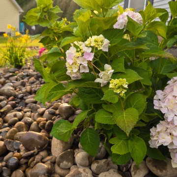 Flower Bed Installation East Greenbush, NY River Stone
