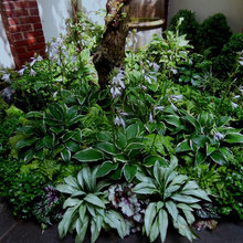 Shade Plants