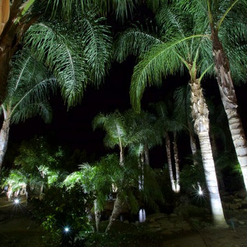 Sprawling Avacado and Palm Tree farm in Somis, California
