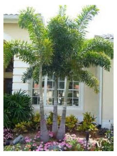 Choosing A Palm