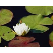 Cynthia Goodrick's photo