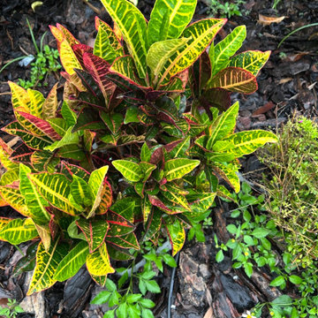 Commercial Front Yard Refresh