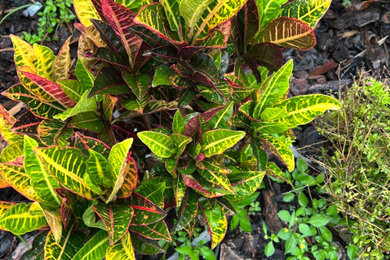 This is an example of a landscaping in Tampa.