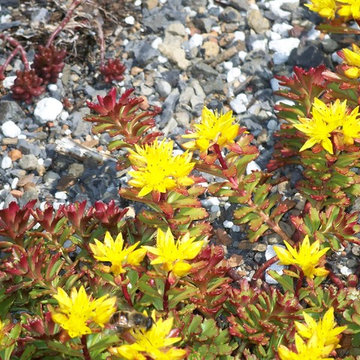 Green Roof