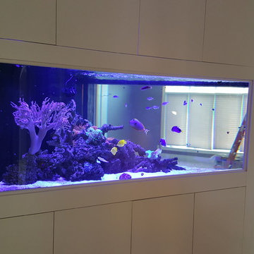 Triangle Reef Tank