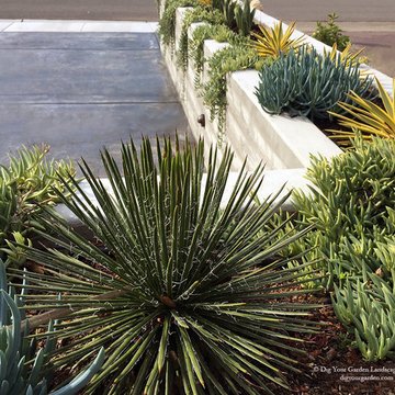 Contemporary Landscape - Dramatic Transformation - San Rafael, CA