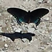 Renae Bushman's photo