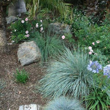 Drought Tolerant Plants