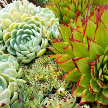 California Garden Chef Paradise
