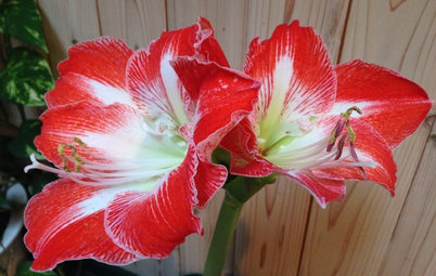 How to Get an Amaryllis to Rebloom