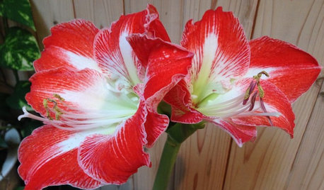 How to Get an Amaryllis to Rebloom