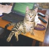 Zach Cats foto