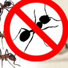 Stop That Pest Control Melbourne