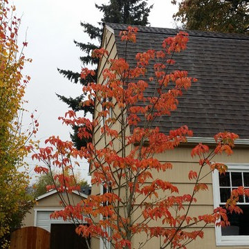 Mission Impossible MakeOver! Specimen Trees & Patio Down Extreme Slope
