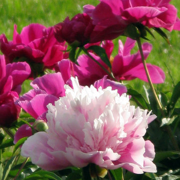 Plant Ideas & Colorful Combinations