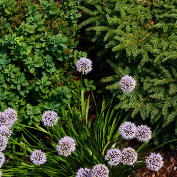 Landscape Design - Plant Combinations
