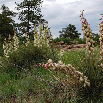 Soapweed yucca