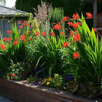 Raised Vegetable Bed / Ornamental Garden 2016