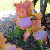Sylvia Van Leer's photo