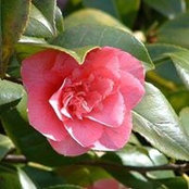 Foto de Helen Sowers-Normile
