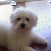 Carol Hsu's photo
