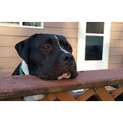 Hank Krizer's photo