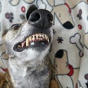 Donna Moases foto