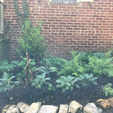 Chevy Chase Foundation Planting
