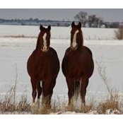 Kay Cornelius's photo