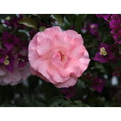 Photo de Ann Henderson