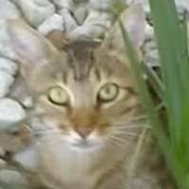 Ruth Battelle's photo