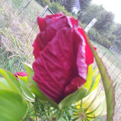 Foto von Melissa
