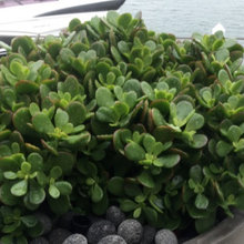 Office plants