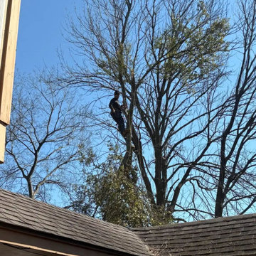 Tree Services in The Woodlands, TX
