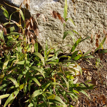 Chasmanthium in the Grass Garden