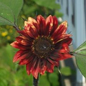 Cynthia Nault's photo