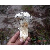 Foto von Nutrihongos Durango