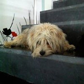 Trumbo Trumbi Paralosamigos's photo